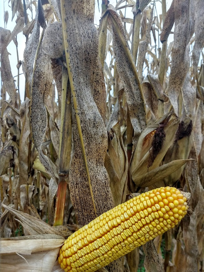 Tar spot symptoms on leaf